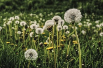 Bed of Dandelion