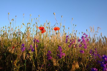 bed of flowers