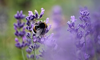 Bed of Lavender