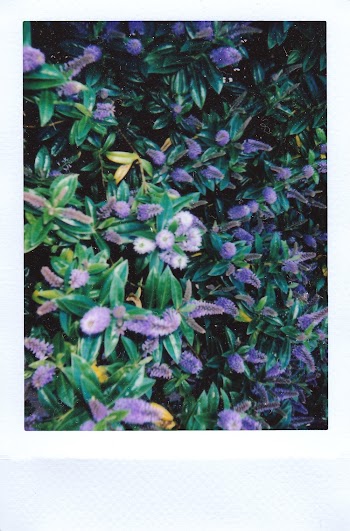 Bed of Lilac Flowers