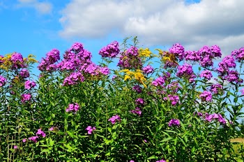 Bed of Pink Flowers