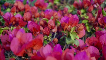 Bed of Pink of Flowers