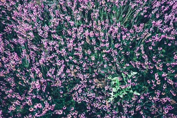 bed of pink petaled flower