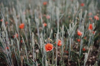 bed of poppy flowers