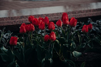 Bed Of Red Tulip Flowers
