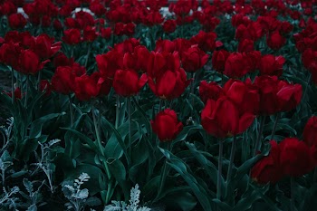 Bed Of Red Tulips