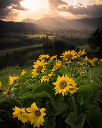 Bed Of Sunflower