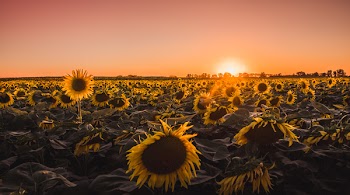 Bed of Sunflowers
