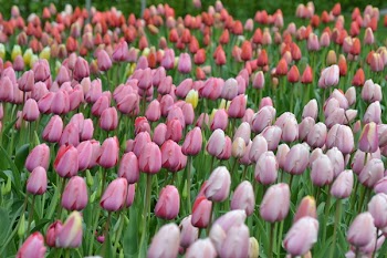 Bed of Tulip Flower