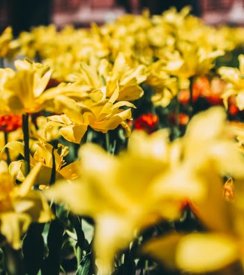 Bed Of Yellow Petal Flower