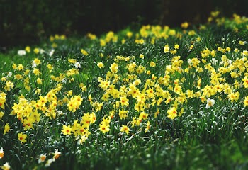 Bed of Yellow Petaled Flowers