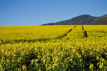 Bed of Yellow Petaled Flowers