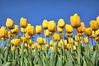 Bed of Yellow Tulip Flower