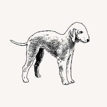 Bedlington terrier dog illustration clipart | Free Vector - rawpixel