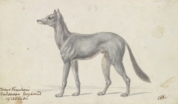 Bedouin Grayhound of Akkaba by Charles | Free Photo - rawpixel