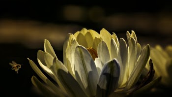 Bee About to Perch on White Flower