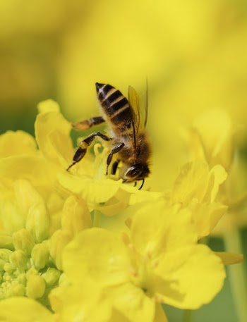 bee and rape blossoms