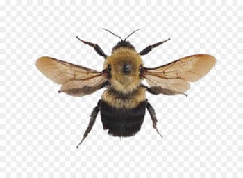 Bee, Bumblebee, Aesthetics, Insect PNG