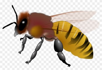 Bee Clipart - Free Clip Art Honey Bee