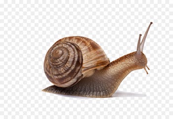 Bee Cone snails WirelessHART - snails 