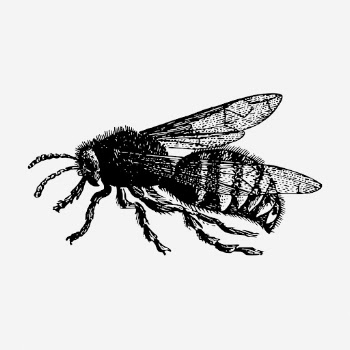 Bee drawing, vintage insect illustration. | Free Photo - rawpixel