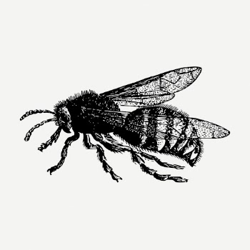 Bee drawing, vintage insect illustration | Free PSD - rawpixel