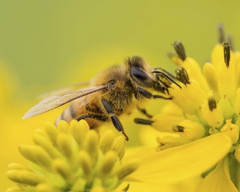 Bee during spring. Original public | Free Photo - rawpixel