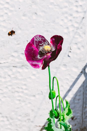 Bee Flying Near Purple Petaled Flower