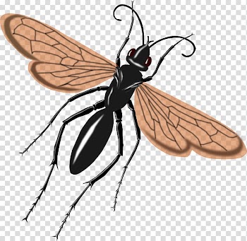 Bee Flying Wasp Tarantula hawk , Autumn season a dragonfly transparent background PNG clipart