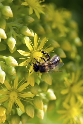 Bee | Free Photo - rawpixel