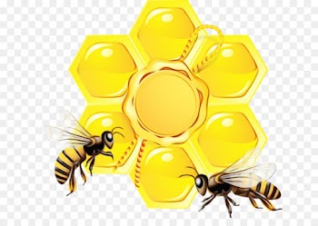 bee honeybee insect pollinator pest