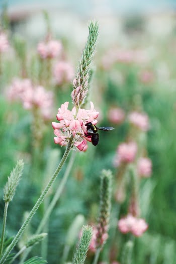Bee in pink flower meadow, bokeh in the background
