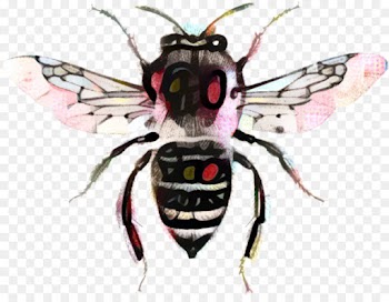 Bee, Insect, Butterfly, Invertebrate PNG