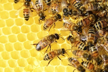 Bee nest. Free public domain | Free Photo - rawpixel