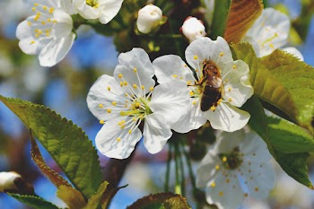 Bee on a flower