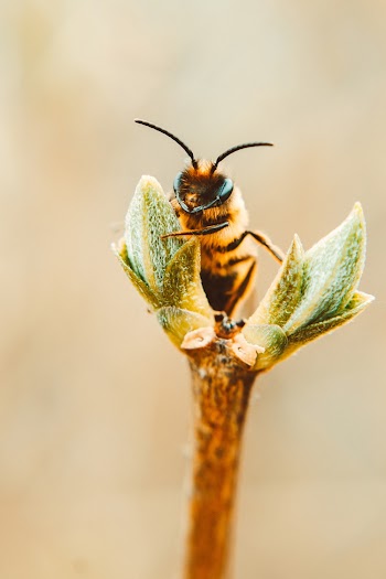 Bee on a Plant