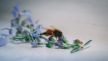 Bee On Blue Petaled Flower