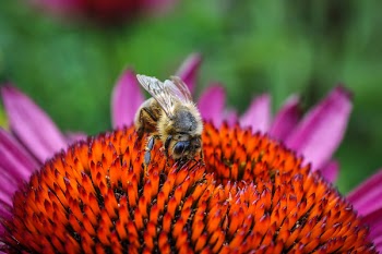 Bee On Flower