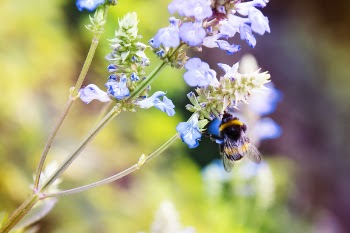 Bee on Flower