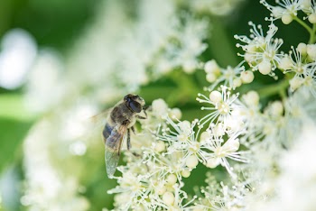 Bee on Flower