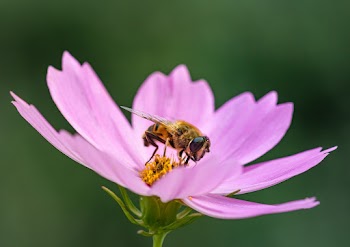 Bee on Flower