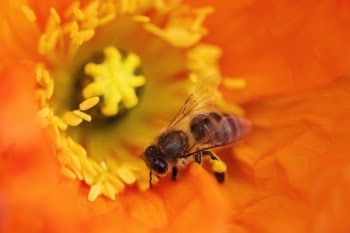 Bee on Orange Flower