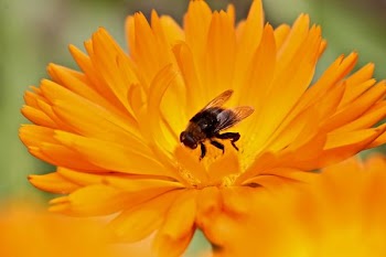 bee on orange gerbera flower