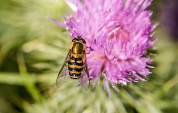 Bee on Pink Flower