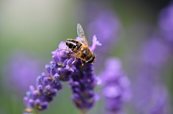 Bee on Purple Lavender