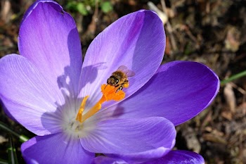 Bee on Purple Petaled Flower