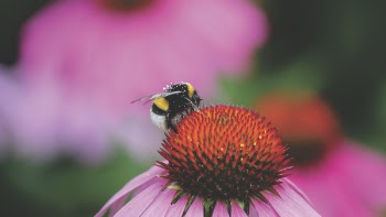 Bee on Red and Purple Flower