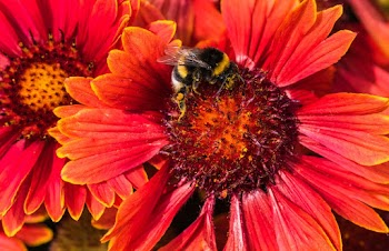 Bee on Red Daisy