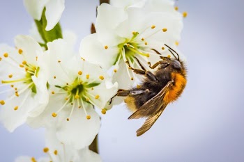 Bee on White Flower