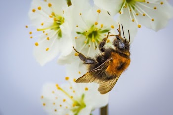 Bee on White Flower
